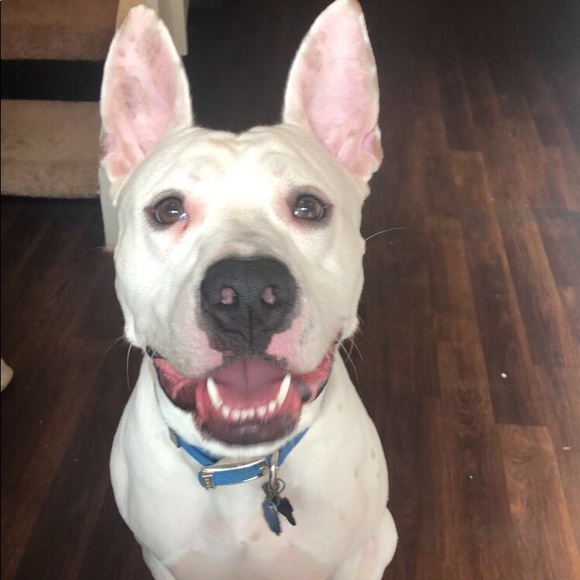 Meet your Posher, Zulema - Picture 1 of 1